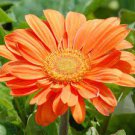 100 PCS Seeds Light Orange African Gerbera Jamesonii Transvaal Daisy