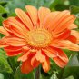 100 PCS Seeds Light Orange African Gerbera Jamesonii Transvaal Daisy