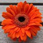 100 PCS Seeds Light Orange African Gerbera Jamesonii Transvaal Daisy