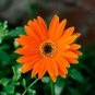 100 PCS Seeds Light Orange African Gerbera Jamesonii Transvaal Daisy