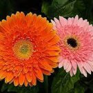 1000 PCS Seeds Light Orange African Gerbera Jamesonii Transvaal Daisy