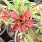 2 PCS Seeds Light Pink Adenium Desert Rose