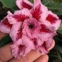 2 PCS Seeds Light Pink Adenium Desert Rose