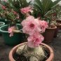 2 PCS Seeds Light Pink Adenium Perennial Garden Bonsai