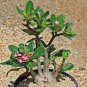2 PCS Seeds Light Pink Aniumde Obesum Desert Rose