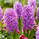 1 PCS Seeds Light Purple Hyacinth Bulb