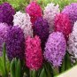 1 PCS Seeds Light Purple Hyacinth Bulb