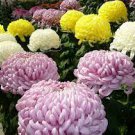 100 PCS Seeds Light Purple White Color Chrysanthemum