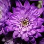 100 PCS Seeds Light Purple White Color Chrysanthemum