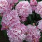 5 PCS Seeds Light Purplish Pink Peony Flower