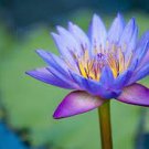 1 PCS Seeds Light Red Blue Lotus Nelumbo Nucifera Pond Fresh Plant