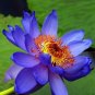 1 PCS Seeds Light Red Blue Lotus Nelumbo Nucifera Pond Fresh Plant