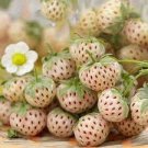 100 PCS Seeds Light Red Pineberry with White Berries 100 PCS Seeds Light Red Pineberry with White Berries