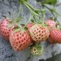 100 PCS Seeds Light Red Pineberry with White Berries