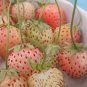 100 PCS Seeds Light Red Pineberry with White Berries