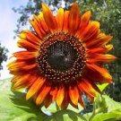 6 PCS Seeds Light Red Sunflower Ornamental Garden Flower 6 PCS Seeds Light Red Sunflower Ornamental Garden Flower