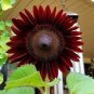 6 PCS Seeds Light Red Sunflower Ornamental Garden Flower