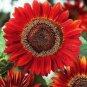 6 PCS Seeds Light Red Sunflower Ornamental Garden Flower