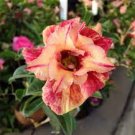 2 PCS Seeds Light Yellow White Adenium Obesum Desert Rose with Red Strip 2 PCS Seeds Light Yellow White Adenium Obesum Desert Rose with Red Strip