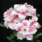 2 PCS Seeds Light Yellow White Adenium Obesum Desert Rose with Red Strip