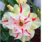 2 PCS Seeds Light Yellow White Adenium Obesum Desert Rose with Red Strip