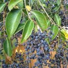 100 PCS Seeds Ligustrum Lucidum Semente Plant Glossy Privet Tree for Nv Zhen