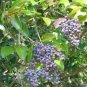 100 PCS Seeds Ligustrum Lucidum Semente Plant Glossy Privet Tree for Nv Zhen