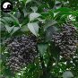 100 PCS Seeds Ligustrum Lucidum Semente Plant Glossy Privet Tree for Nv Zhen