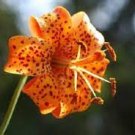 100 PCS Seeds Lilium Brownii Heirloom Lily Perennial Flower 100 PCS Seeds Lilium Brownii Heirloom Lily Perennial Flower