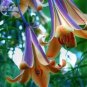100 PCS Seeds Lilium Brownii Heirloom Lily Perennial Flower