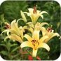 20 PCS Seeds Lilium Lily Flower Fragrant Perennial Flower Optimized