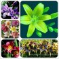 20 PCS Seeds Lilium Lily Flower Fragrant Perennial Flower Optimized