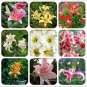 20 PCS Seeds Lilium Lily Flower Fragrant Perennial Flower Optimized