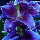 1 PCS Seeds Lily Bulb Bonsai Rare Perennial Fragrant Plants Flower Bulb 1 PCS Seeds Lily Bulb Bonsai Rare Perennial Fragrant Plants Flower Bulb