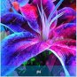 1 PCS Seeds Lily Bulb Bonsai Rare Perennial Fragrant Plants Flower Bulb