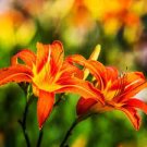 50 PCS Seeds Lily Daylily Bonsai Unique 50 PCS Seeds Lily Daylily Bonsai Unique