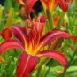 50 PCS Seeds Lily Daylily Bonsai Unique