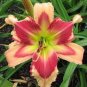 50 PCS Seeds Lily Daylily Bonsai Unique