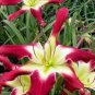 50 PCS Seeds Lily Daylily Bonsai Unique