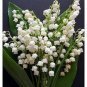 5 PCS Seeds Lily of The Valley Flower Bell Orchid Rich Aroma Bonsai Flower
