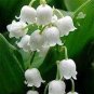 5 PCS Seeds Lily of The Valley Flower Bell Orchid Rich Aroma Bonsai Flower