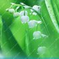 5 PCS Seeds Lily of The Valley Flower Bell Orchid Rich Aroma Bonsai Flower