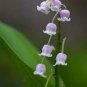 100 PCS Seeds Lily of The Valley Flower Bonsai
