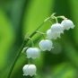 100 PCS Seeds Lily of The Valley Flower Bonsai