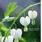 100 PCS Seeds Lily of The Valley Flower Bonsai