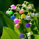 100 PCS Seeds Lily of The Valley Flower Bonsai, Bell Orchid Bonsai Plants 100 PCS Seeds Lily of The Valley Flower Bonsai, Bell Orchid Bonsai Plants