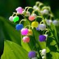 100 PCS Seeds Lily of The Valley Flower Bonsai, Bell Orchid Bonsai Plants