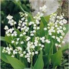 10 PCS Seeds Lily of The Valley Flowers 10 PCS Seeds Lily of The Valley Flowers