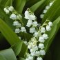 10 PCS Seeds Lily of The Valley Flowers