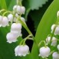 10 PCS Seeds Lily of The Valley Flowers